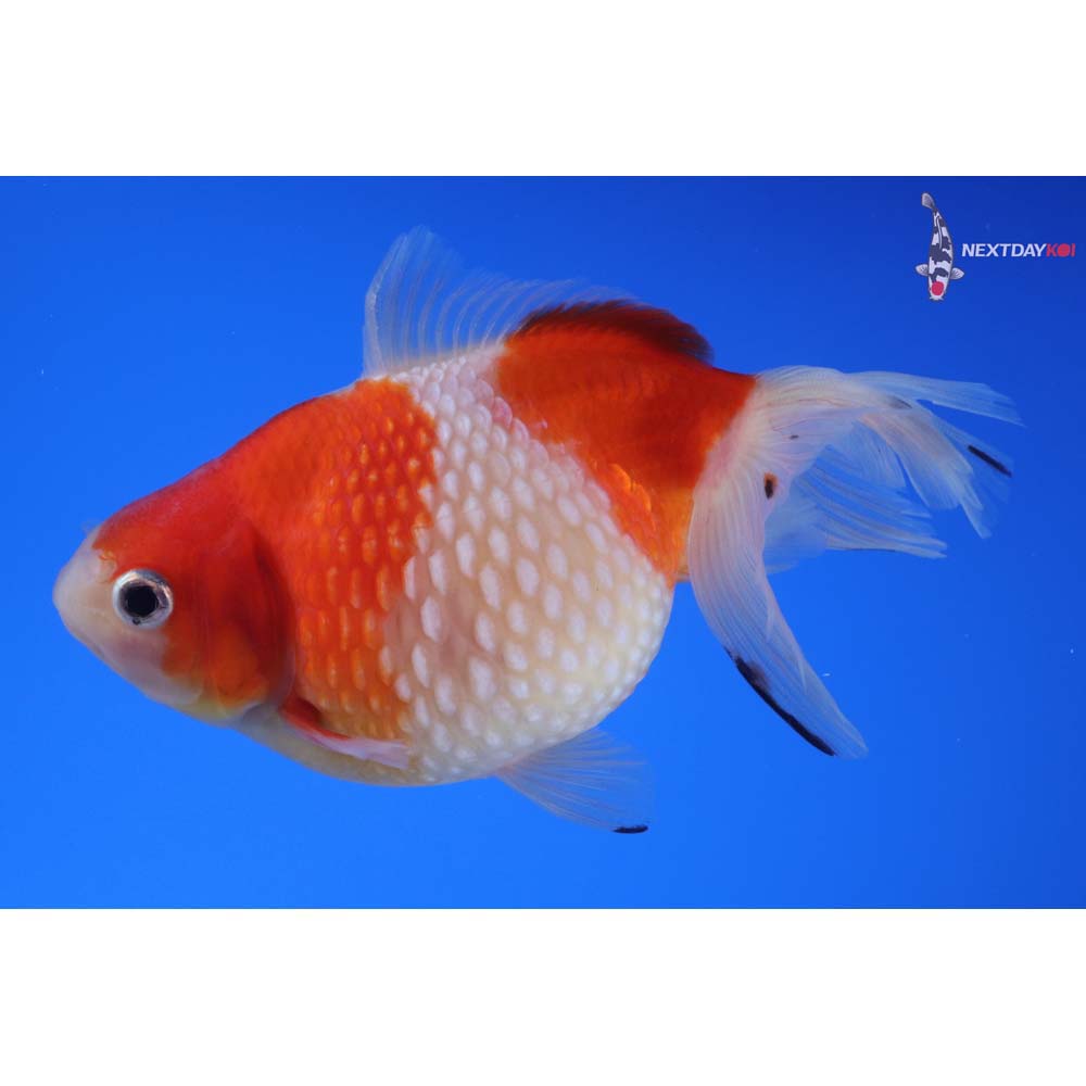 4.5” Imported Red and White Pearlscale