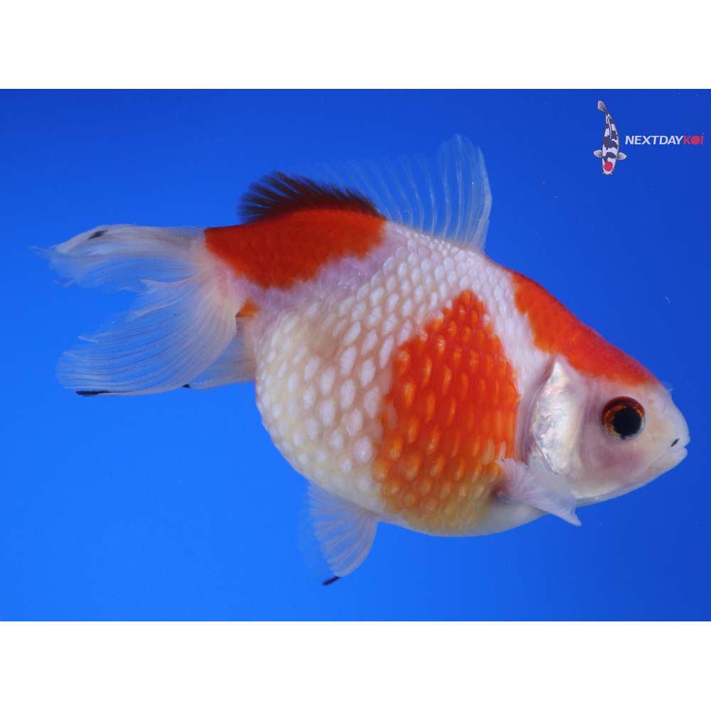 4.5” Imported Red and White Pearlscale