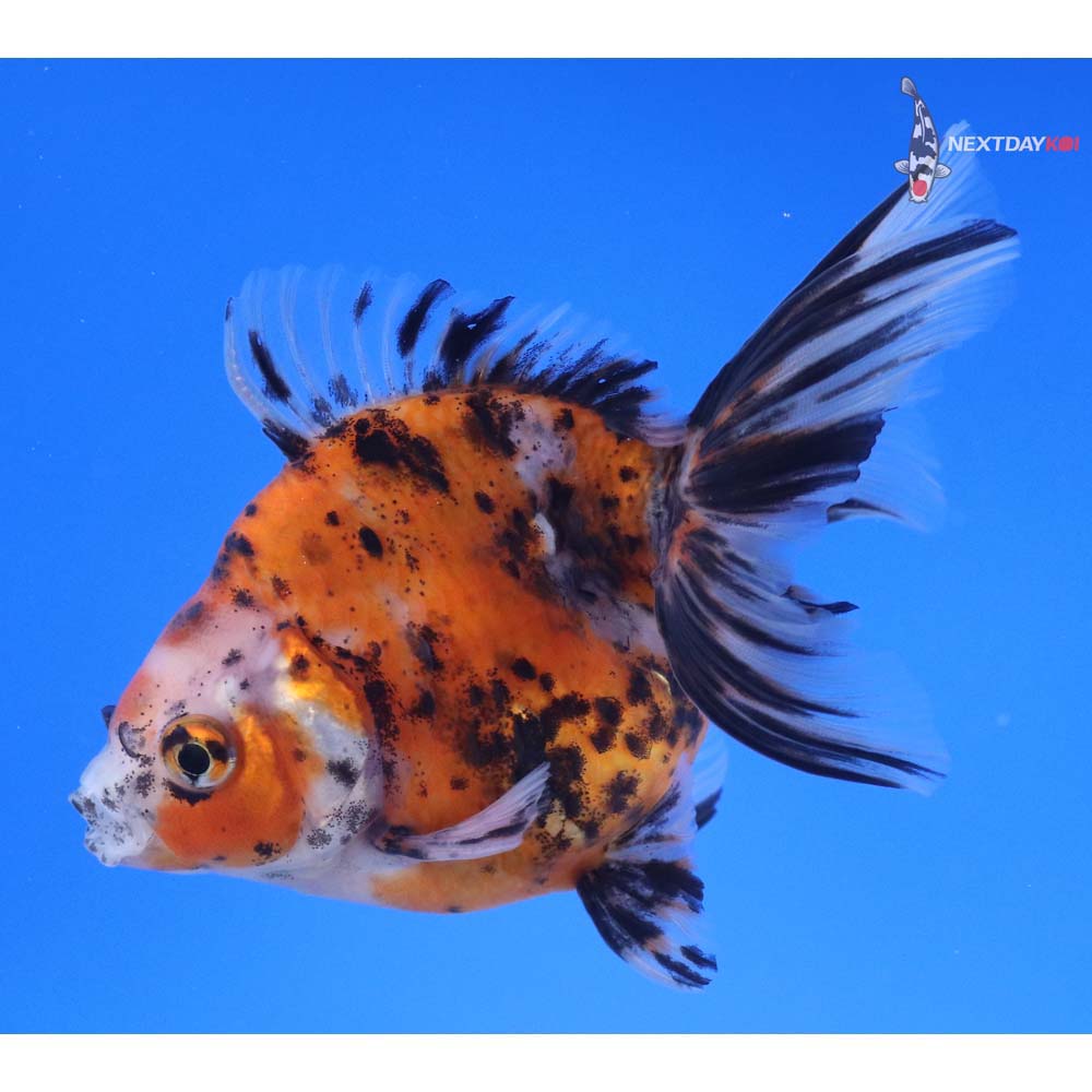 4.5” Imported Calico Ryukin