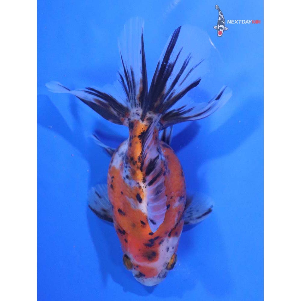 4.5” Imported Calico Ryukin