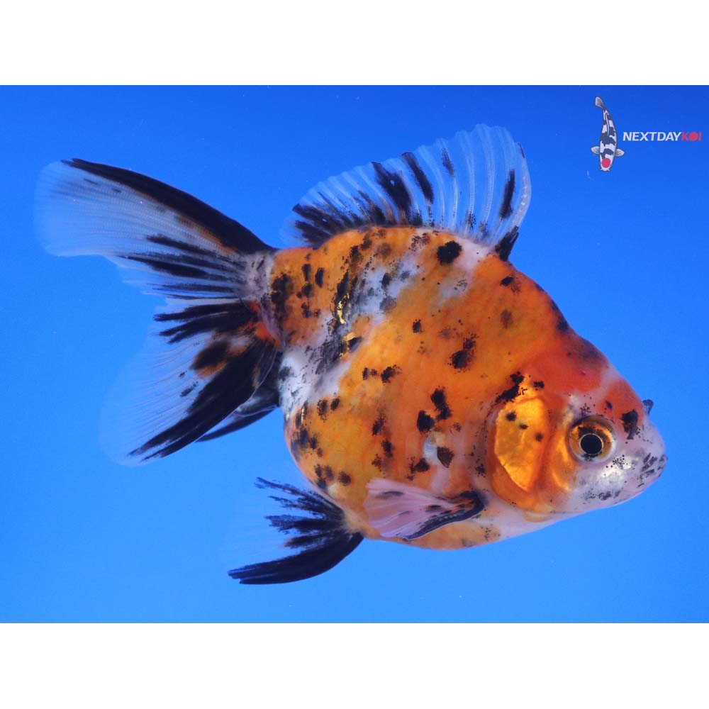 4.5” Imported Calico Ryukin