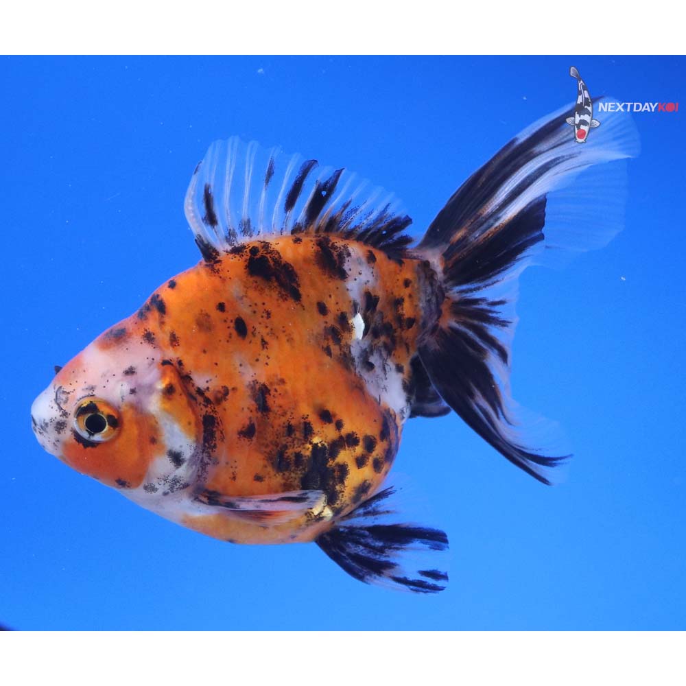 4.5” Imported Calico Ryukin