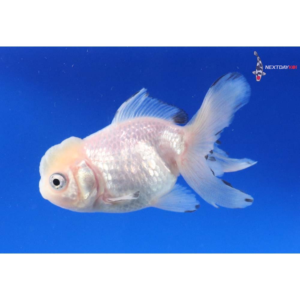 3” Imported White Oranda