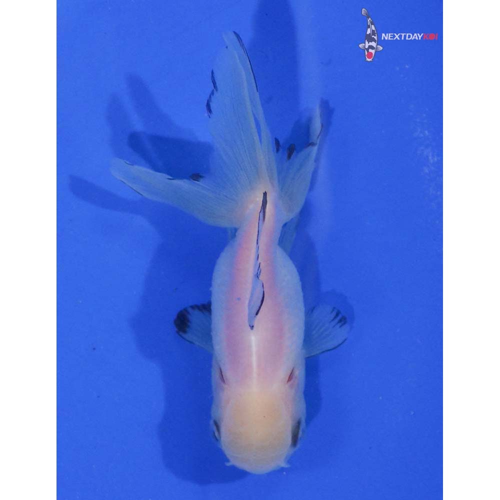 3” Imported White Oranda