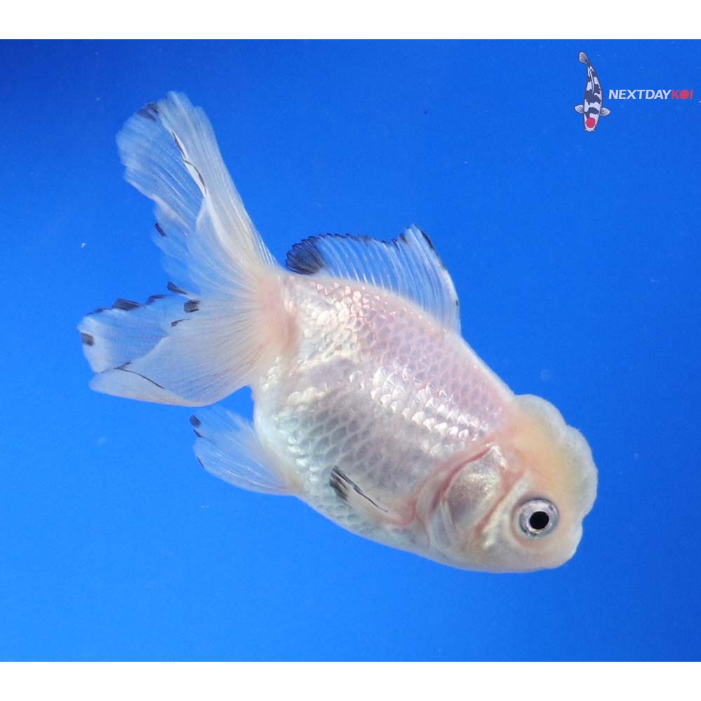 3” Imported White Oranda