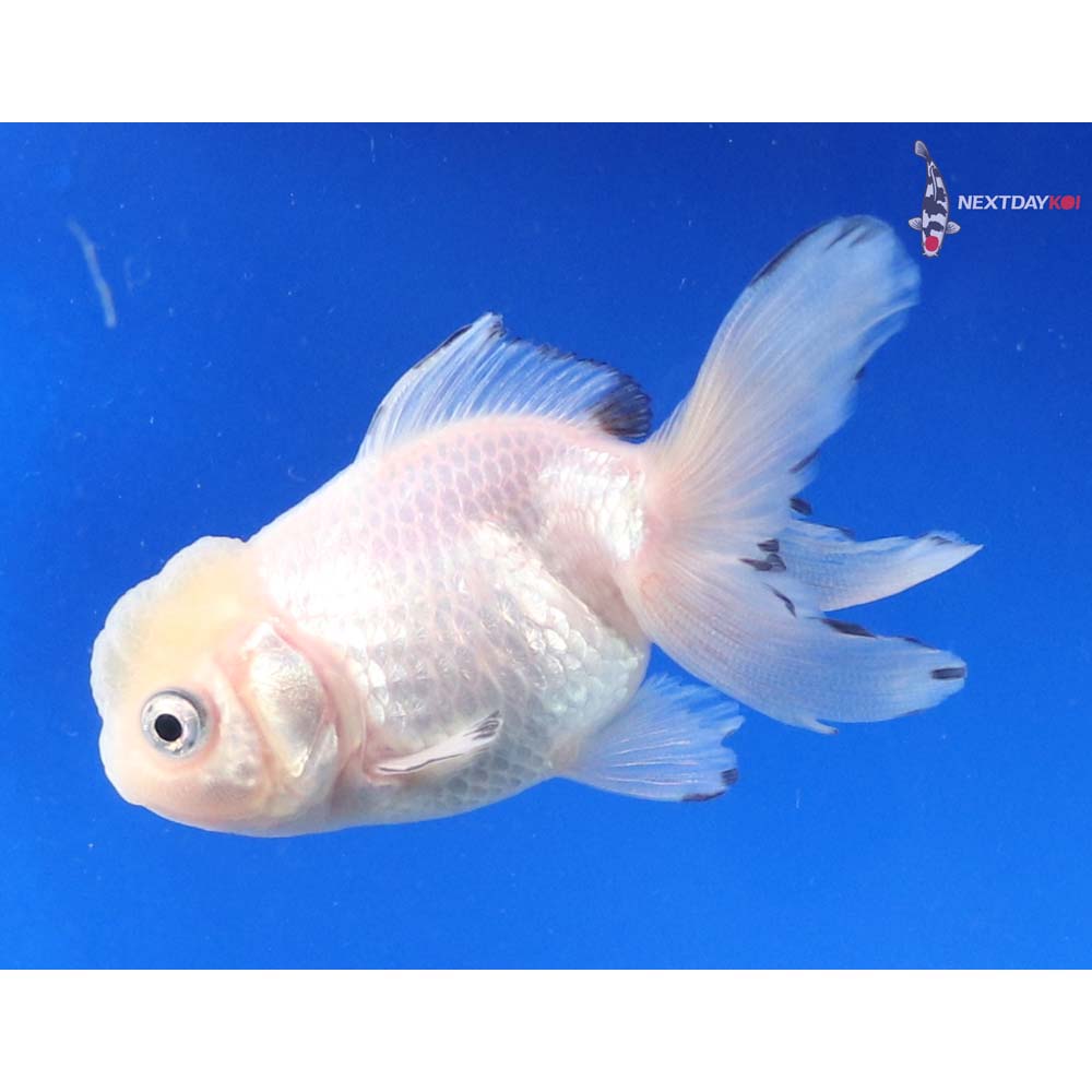 3” Imported White Oranda