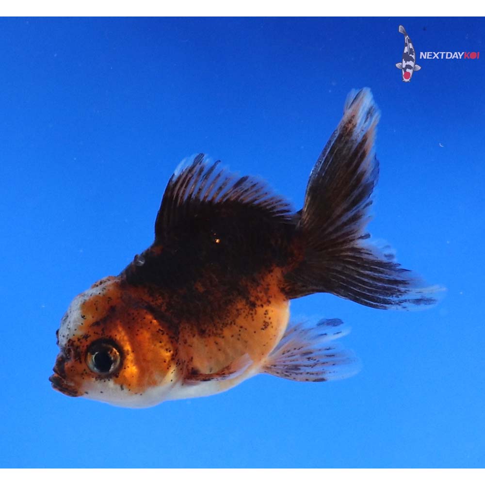 3” Imported Calico Oranda
