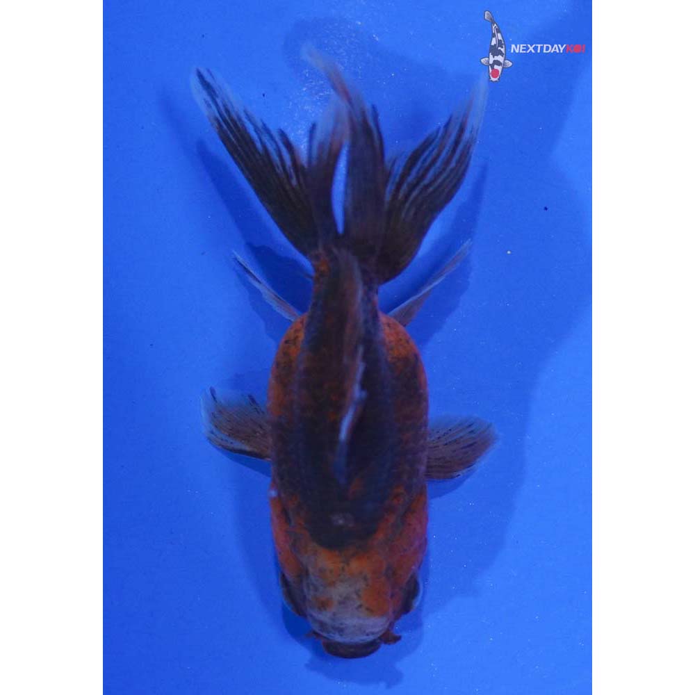 3” Imported Calico Oranda