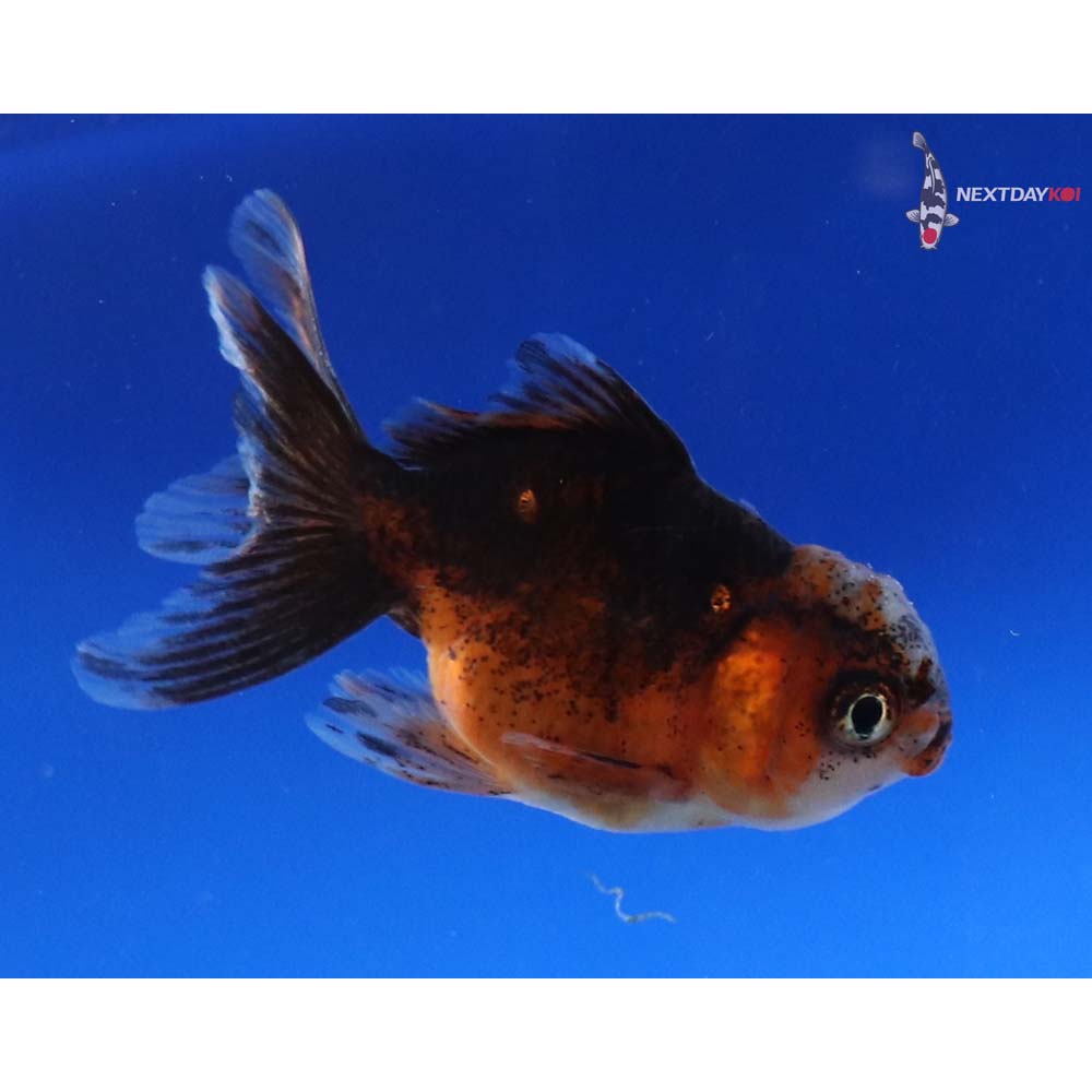 3” Imported Calico Oranda