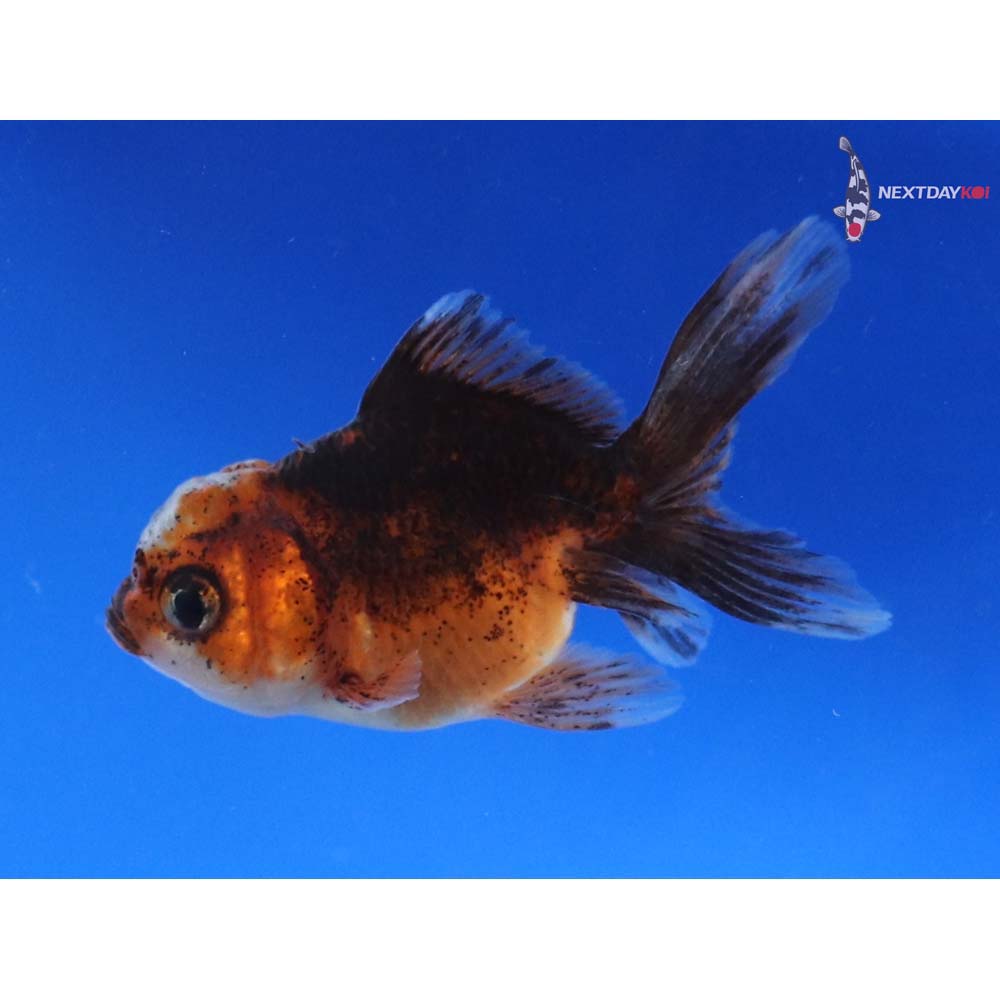 3” Imported Calico Oranda