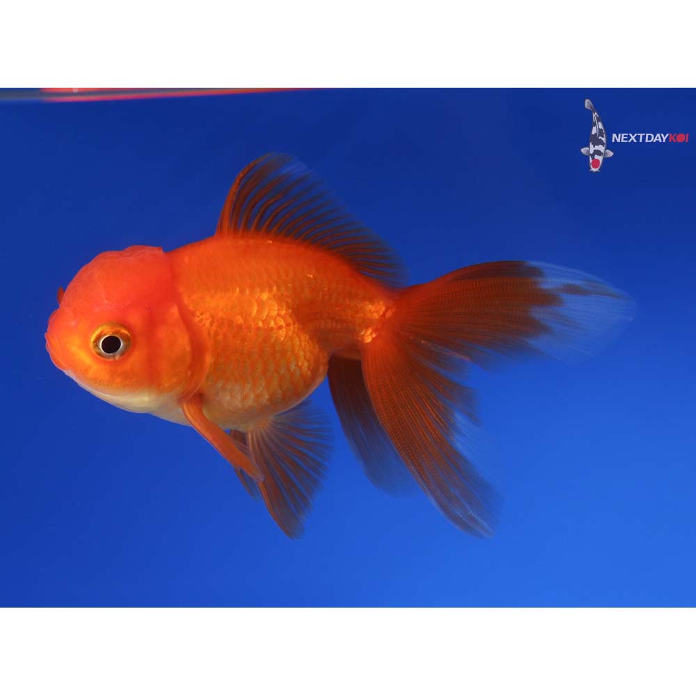 4” Imported Red Oranda