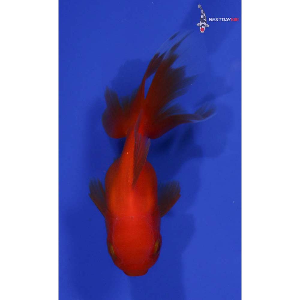 4” Imported Red Oranda