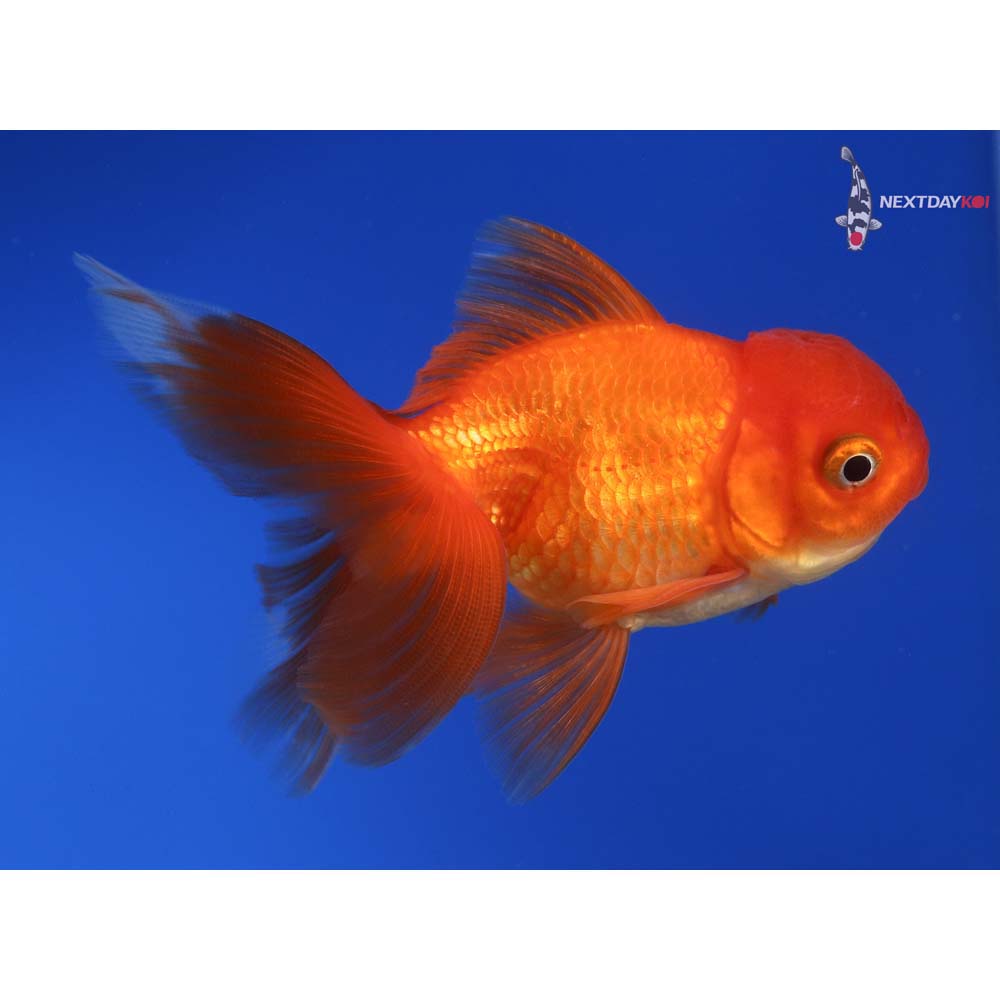 4” Imported Red Oranda