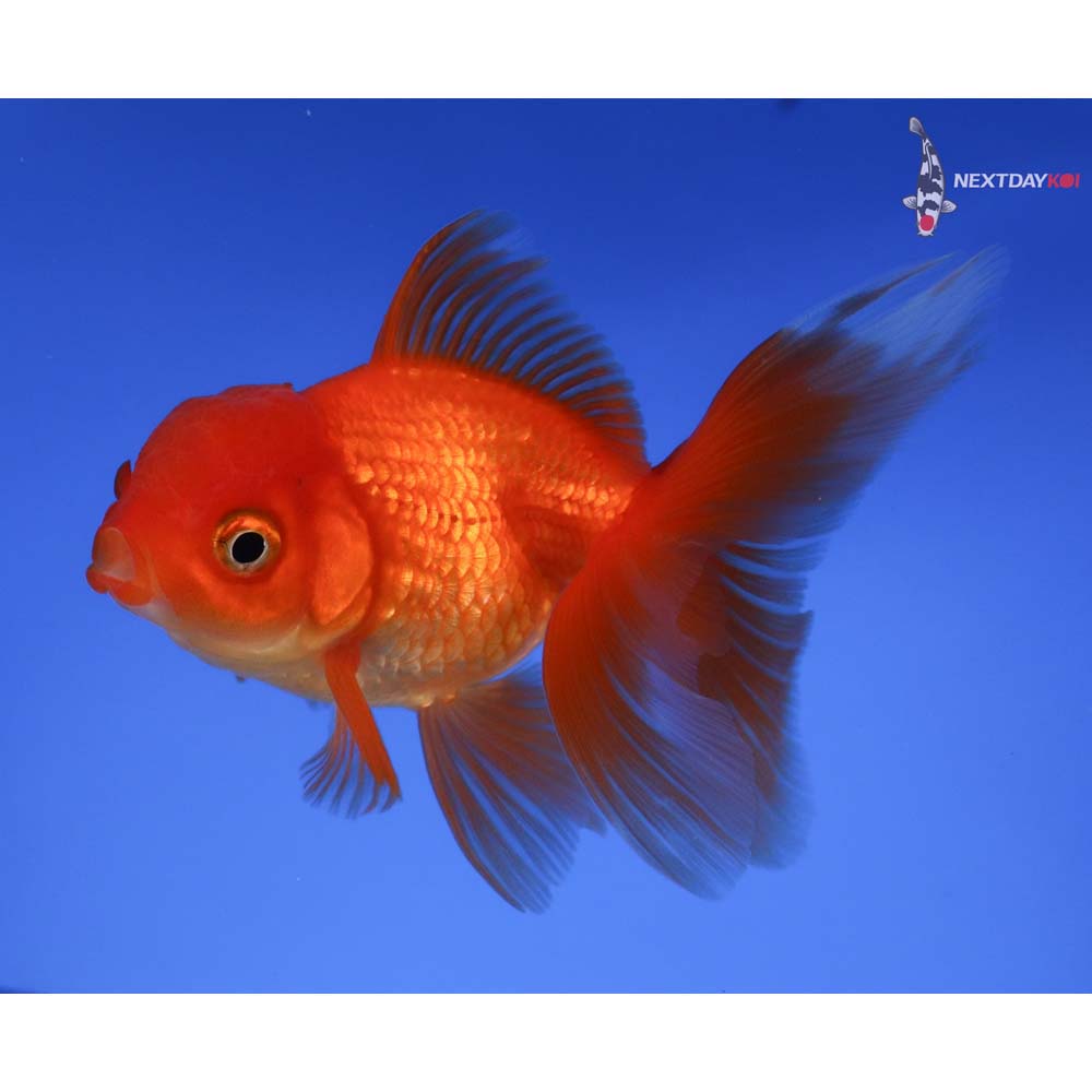 4” Imported Red Oranda