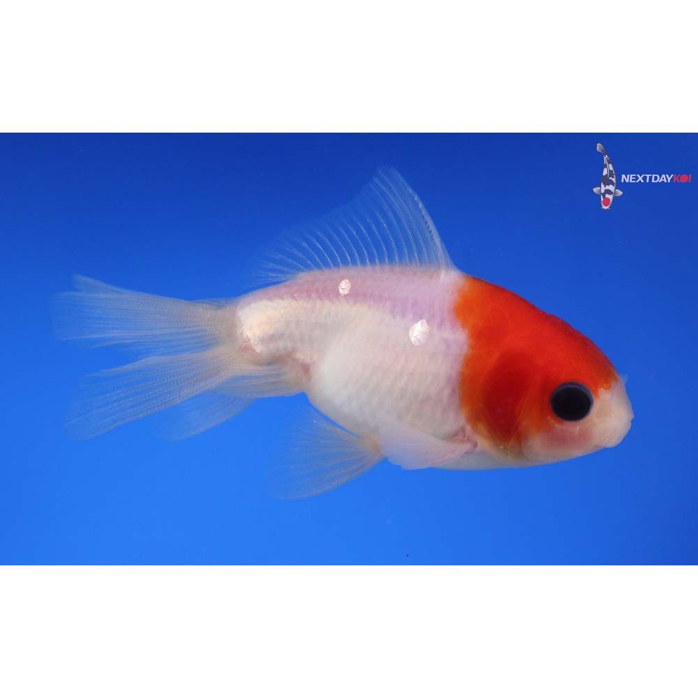 3.5” Imported Red and White Oranda