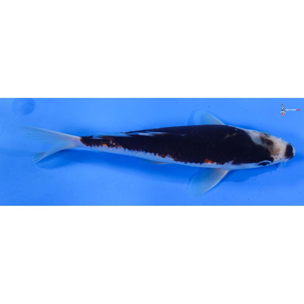 7.5” Imported Goromo