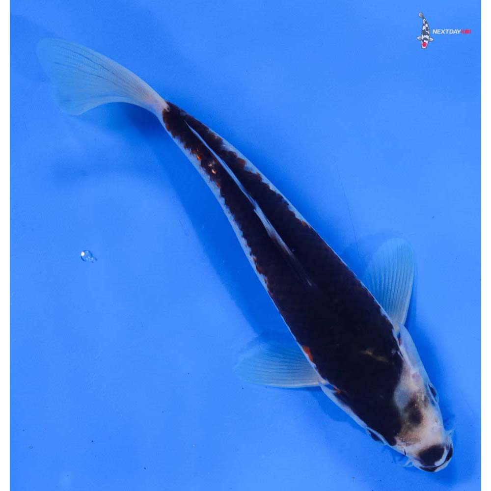 7.5” Imported Goromo