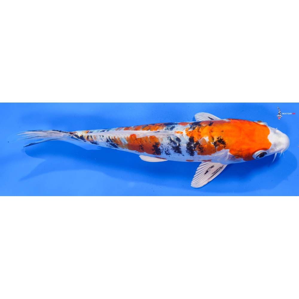 8” Imported Heisei Nishiki