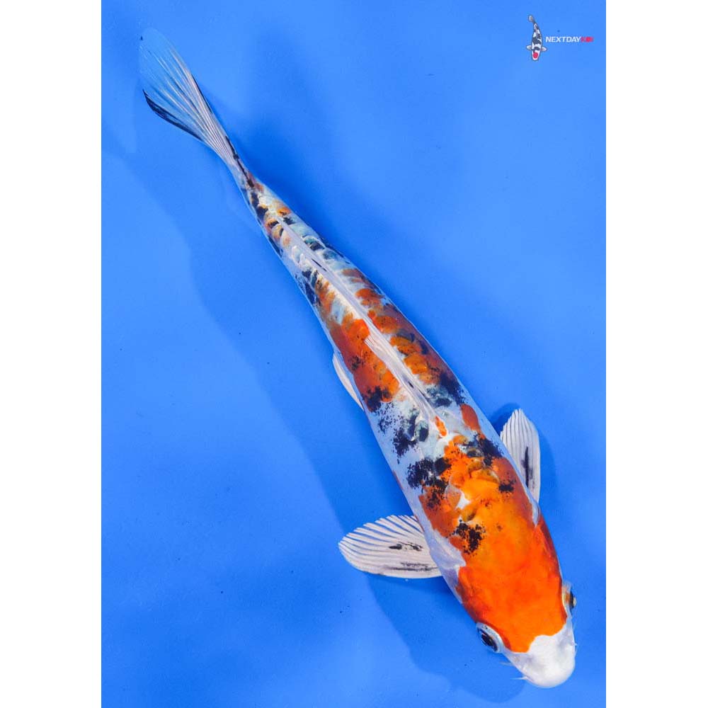 8” Imported Heisei Nishiki