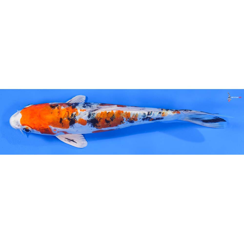 8” Imported Heisei Nishiki