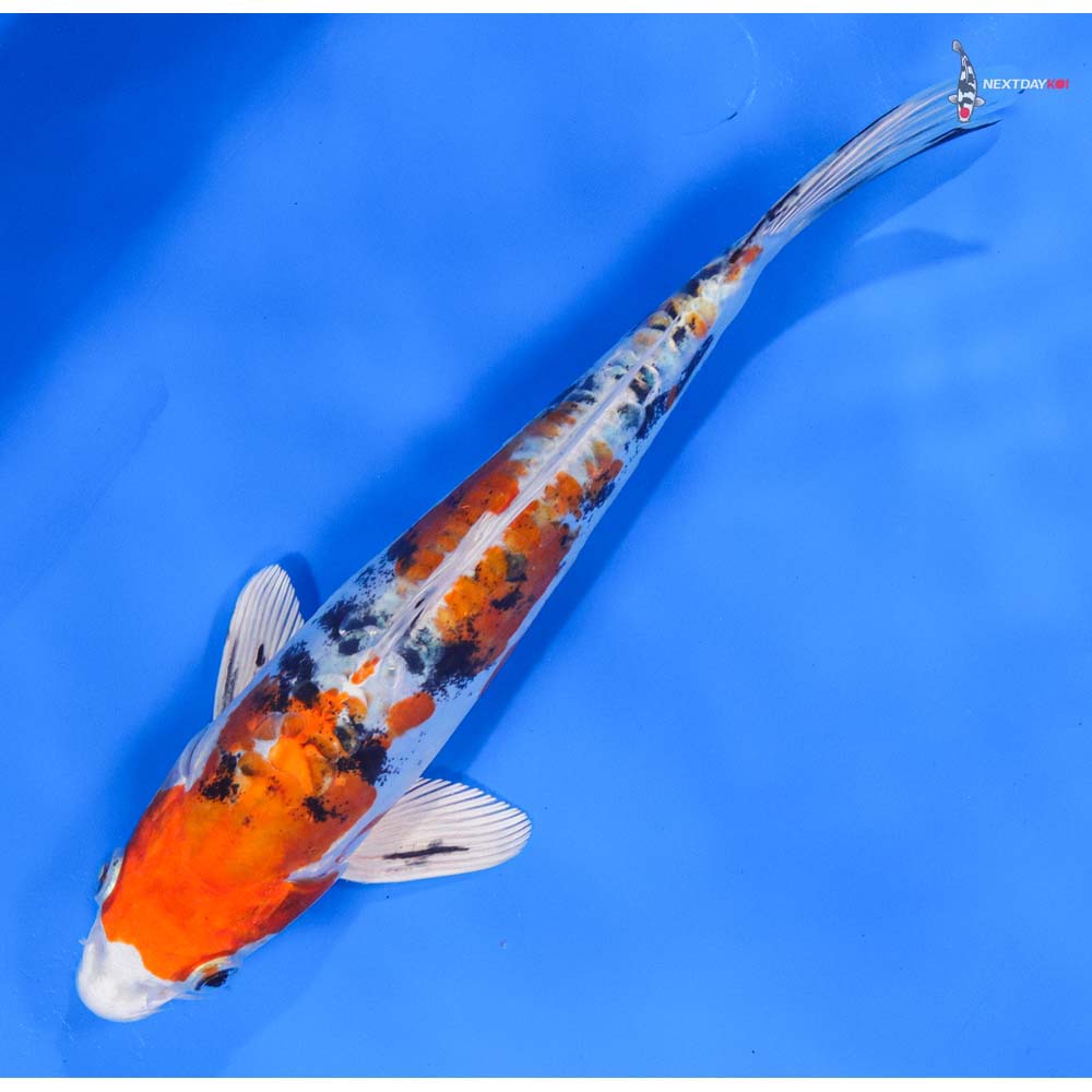 8” Imported Heisei Nishiki