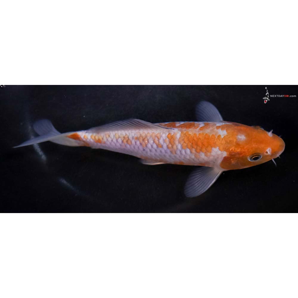 6” Imported Ochiba Shigure