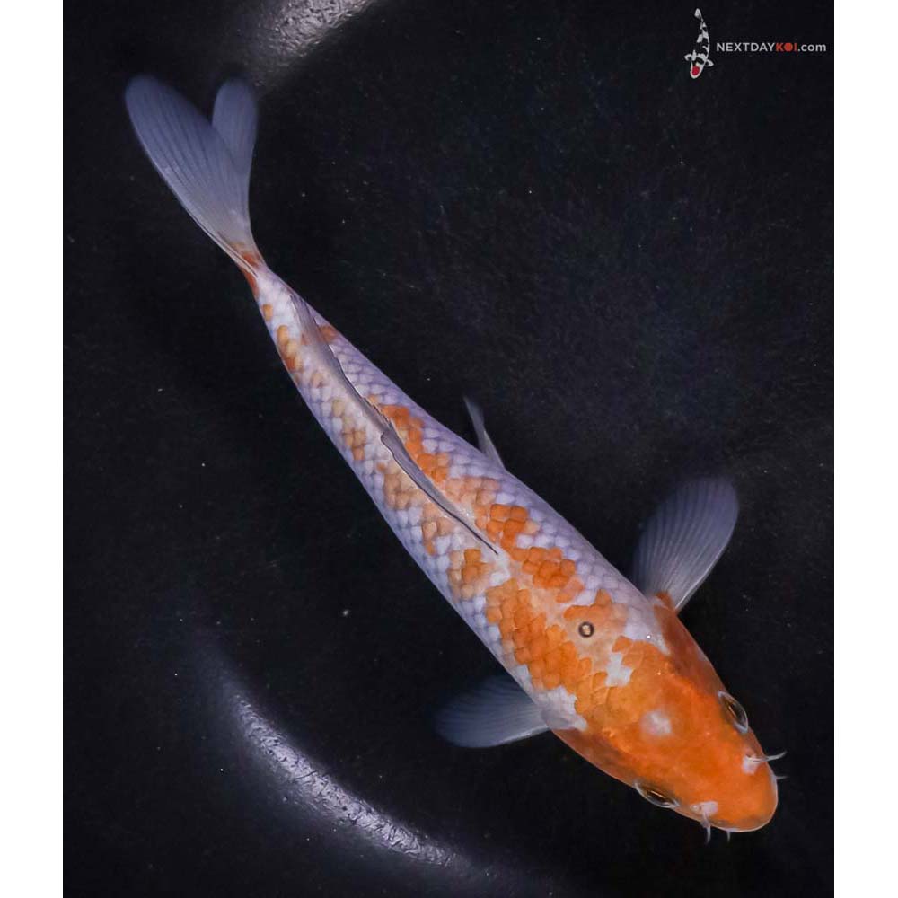 6” Imported Ochiba Shigure