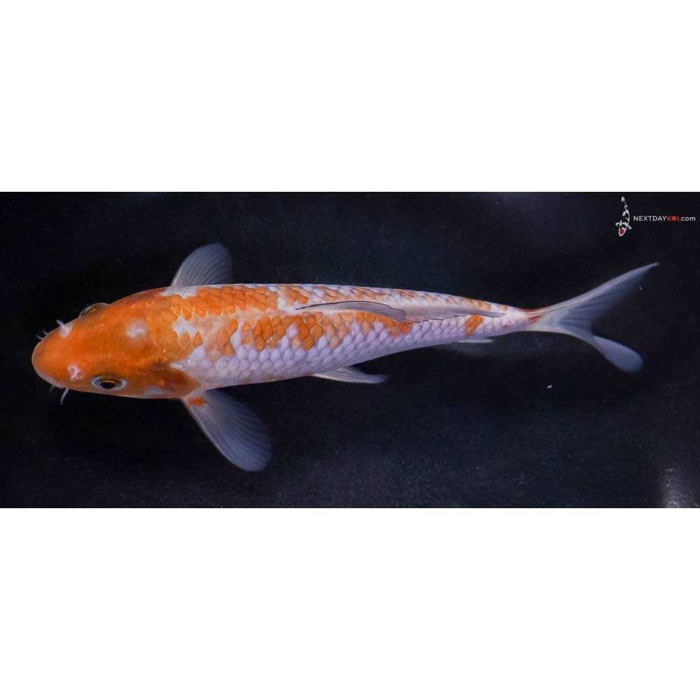 6” Imported Ochiba Shigure