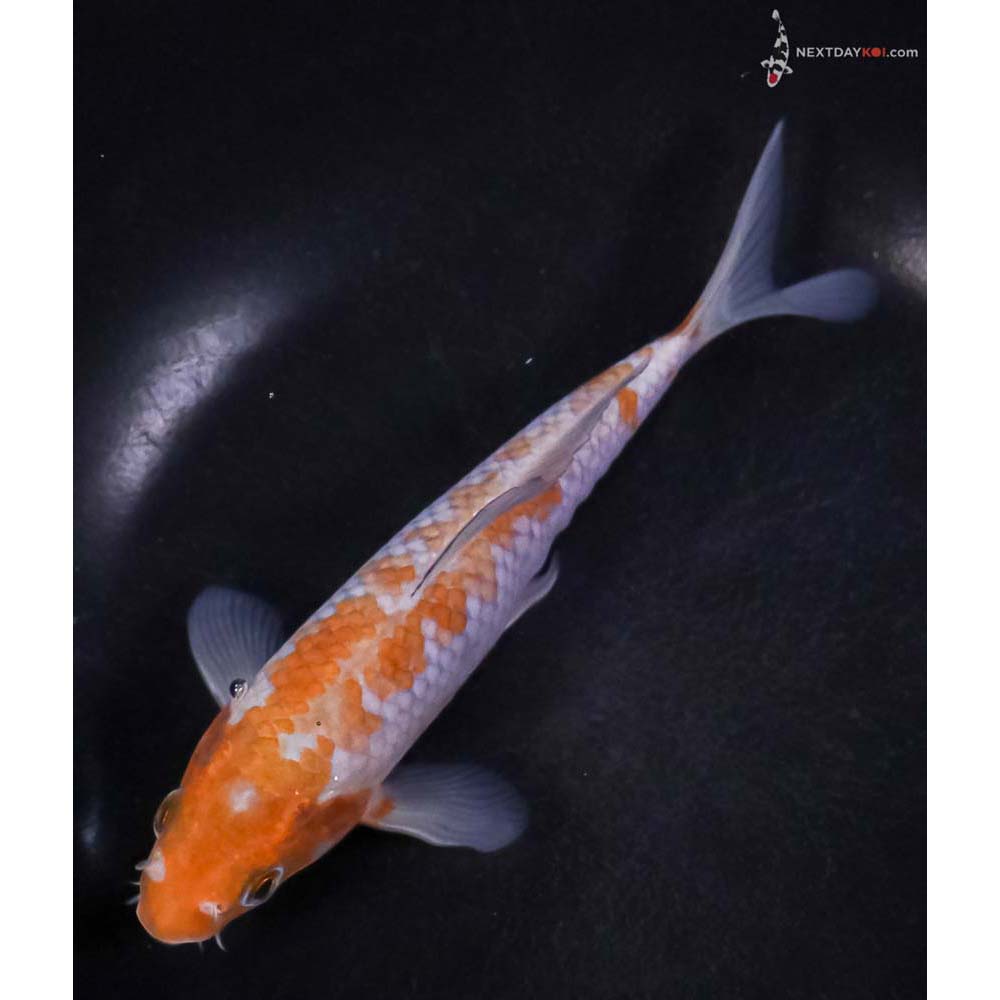 6” Imported Ochiba Shigure