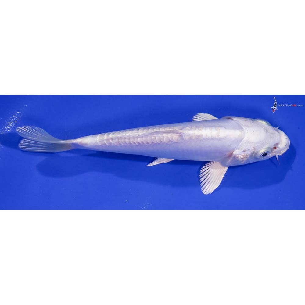 6.5” Imported Doitsu Platinum Ogon