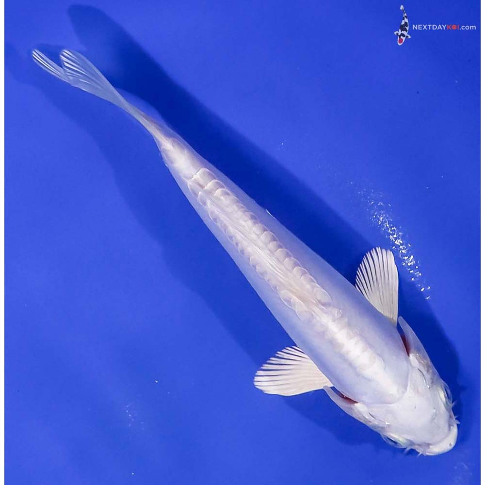 6.5” Imported Doitsu Platinum Ogon