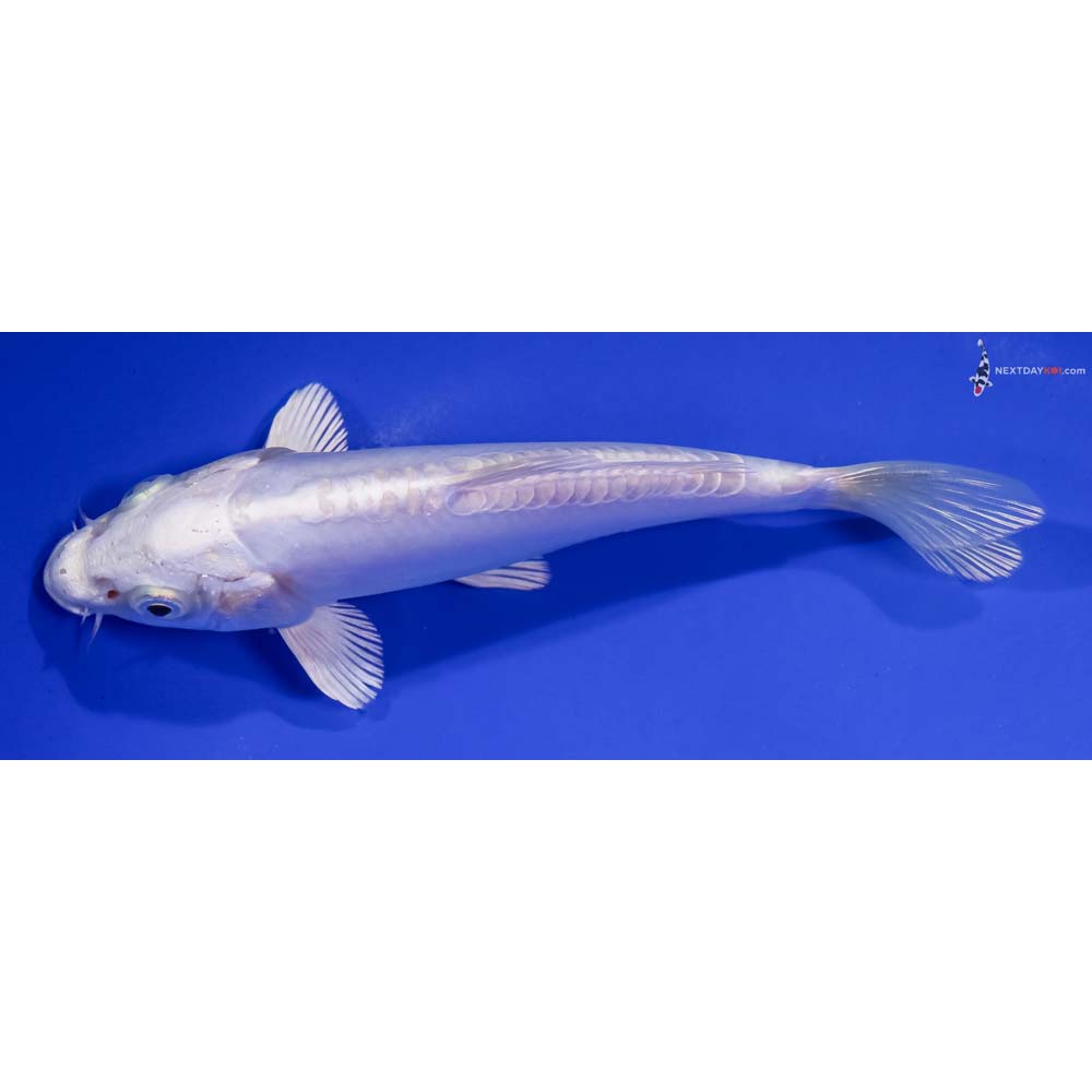 6.5” Imported Doitsu Platinum Ogon
