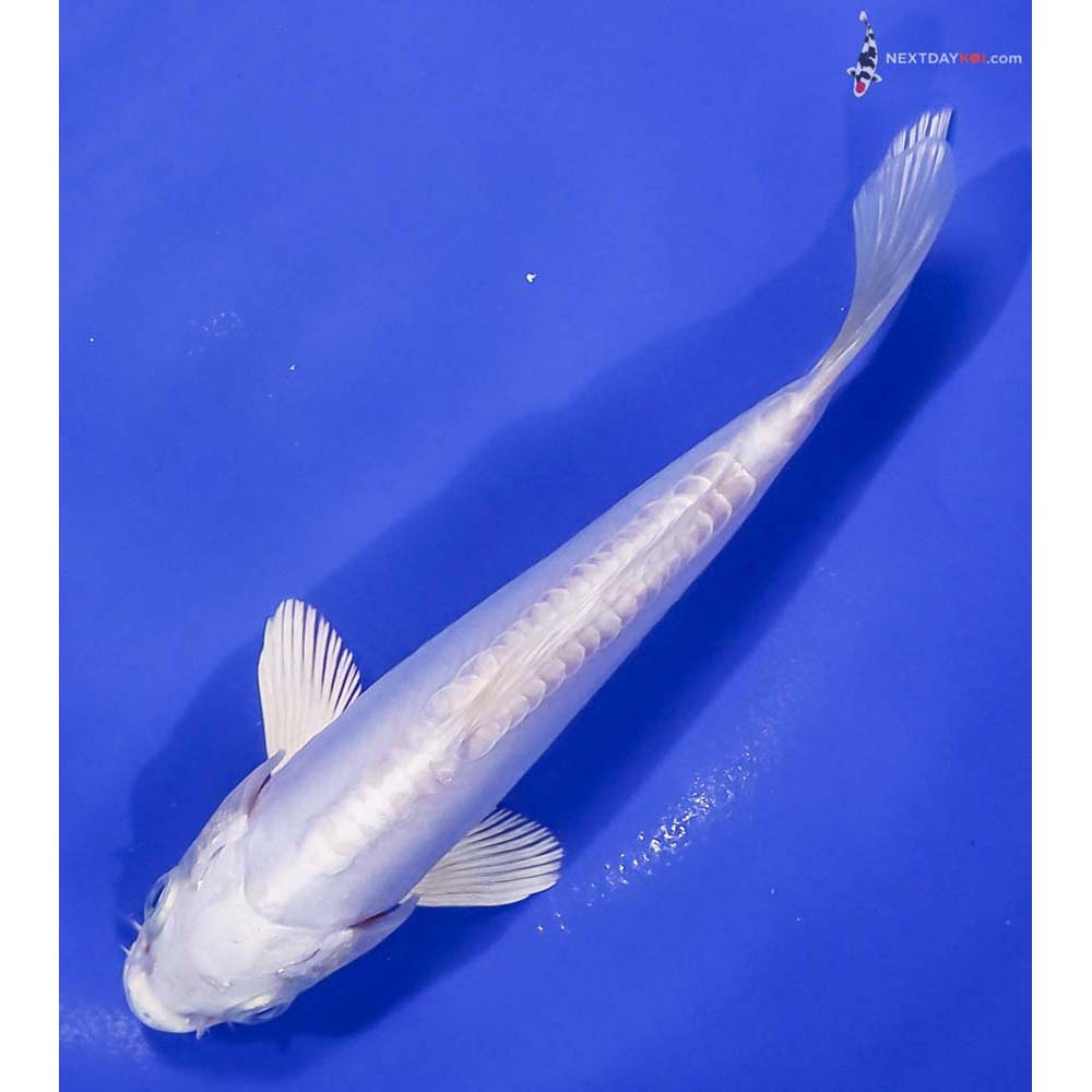 6.5” Imported Doitsu Platinum Ogon