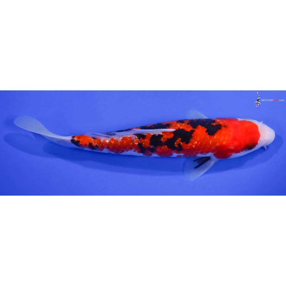 6.5” Imported Gin Rin Aka Sanke
