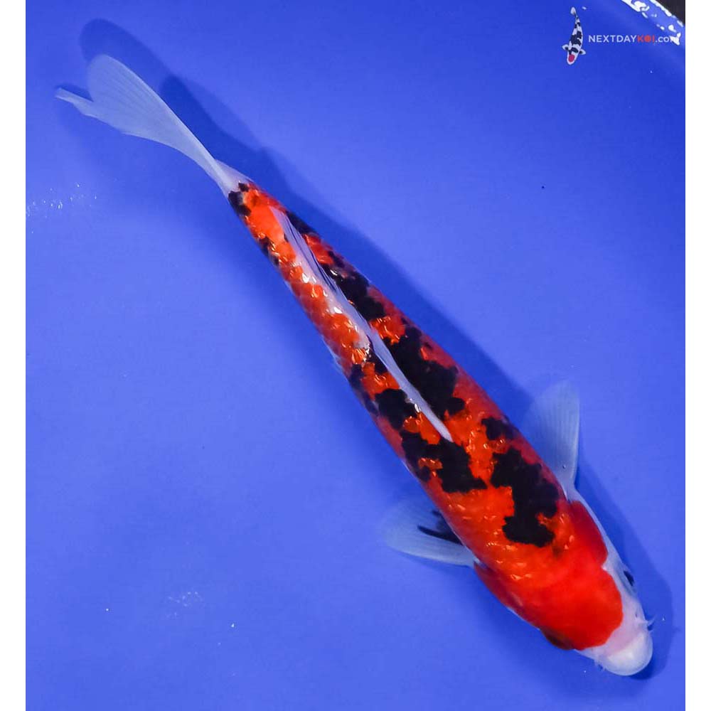 6.5” Imported Gin Rin Aka Sanke