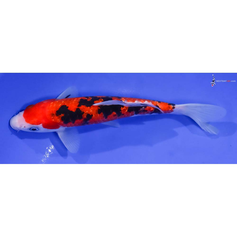 6.5” Imported Gin Rin Aka Sanke