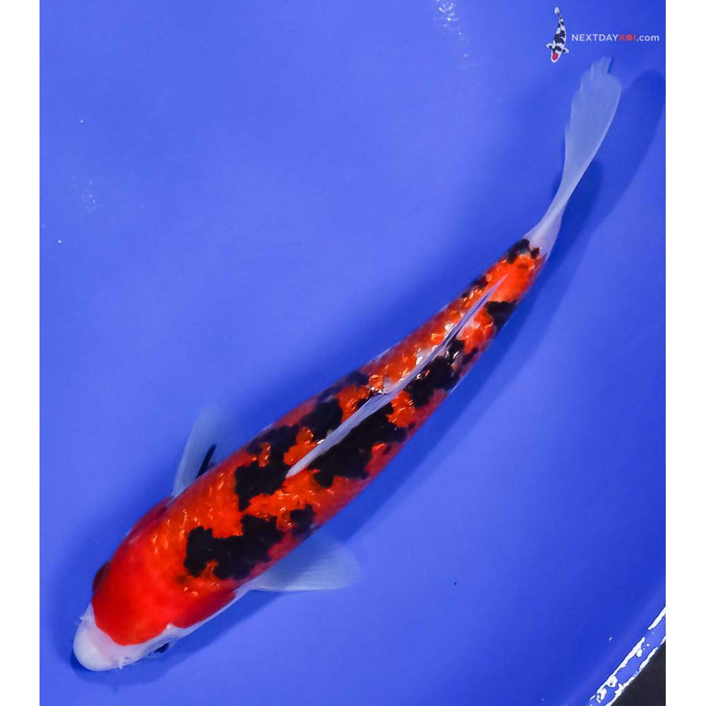6.5” Imported Gin Rin Aka Sanke