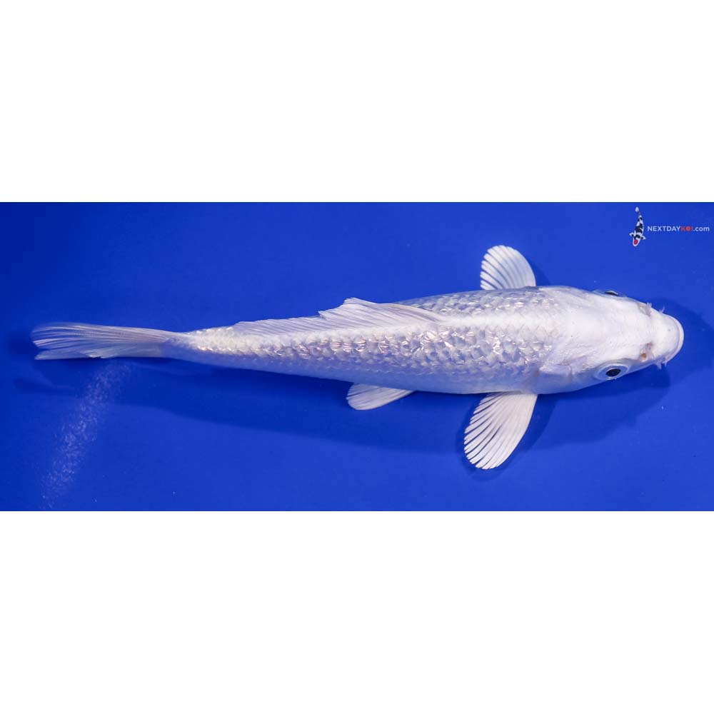 6” Imported Gin Rin Platinum Ogon