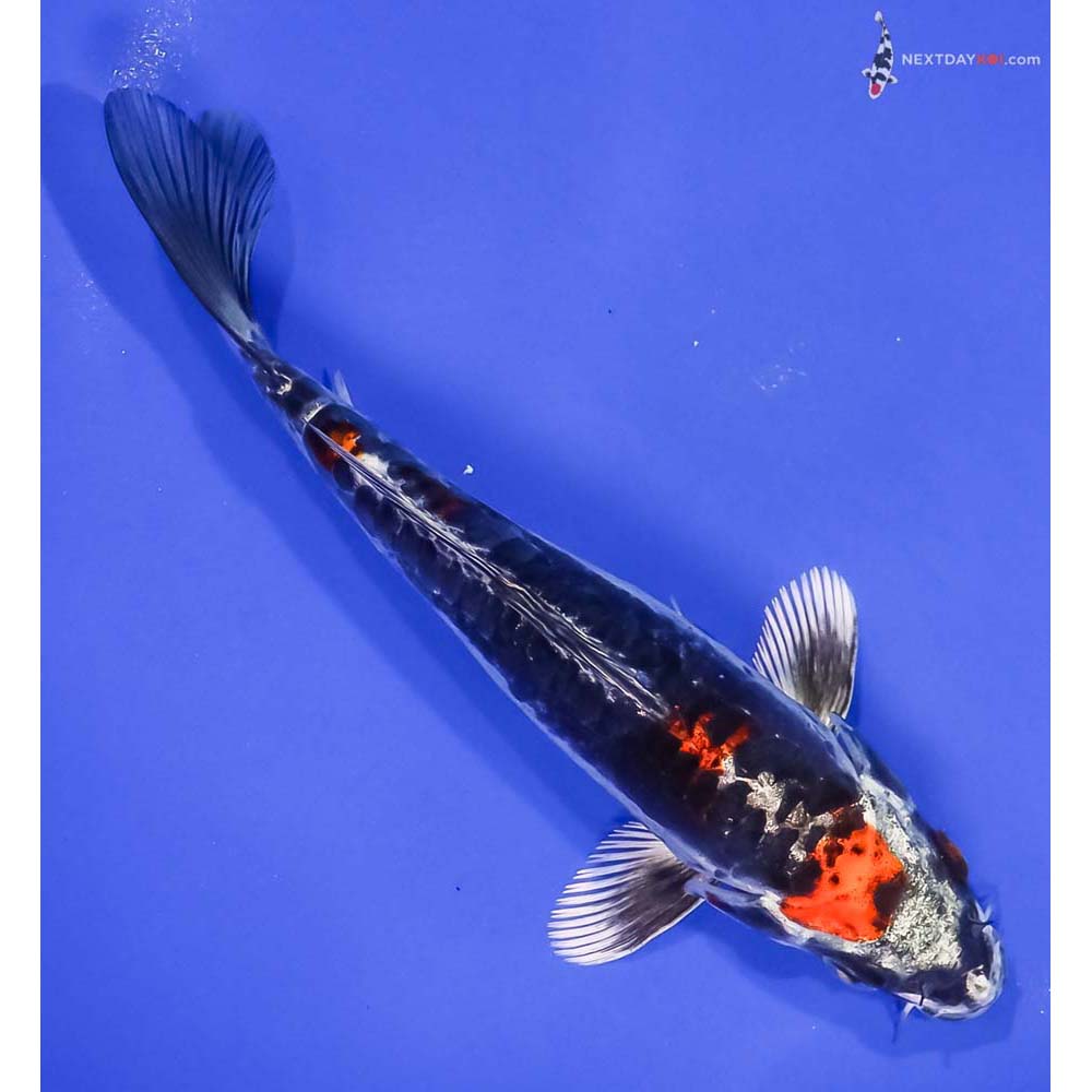 6.5” Imported Kin Kikokuryu