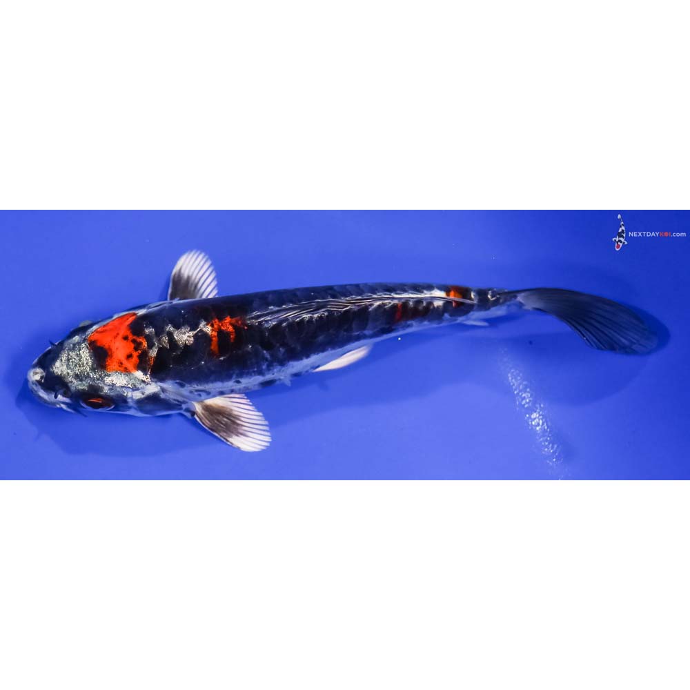 6.5” Imported Kin Kikokuryu