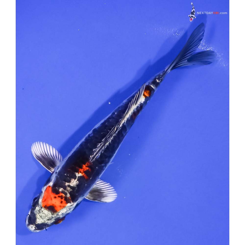 6.5” Imported Kin Kikokuryu