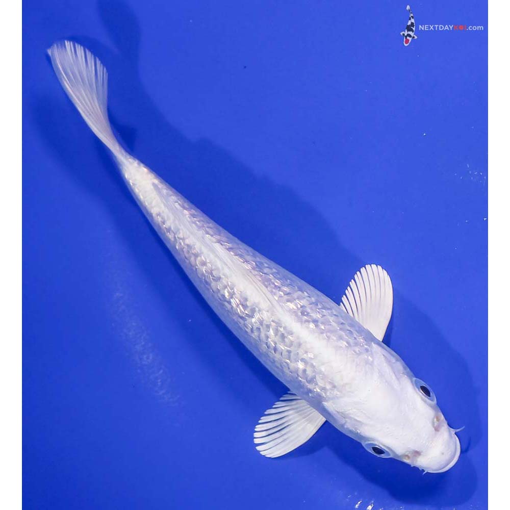 6” Imported Gin Rin Platinum Ogon