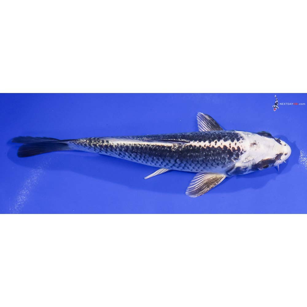 6.5” Imported Gin Matsuba