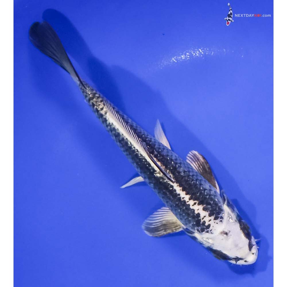 6.5” Imported Gin Matsuba