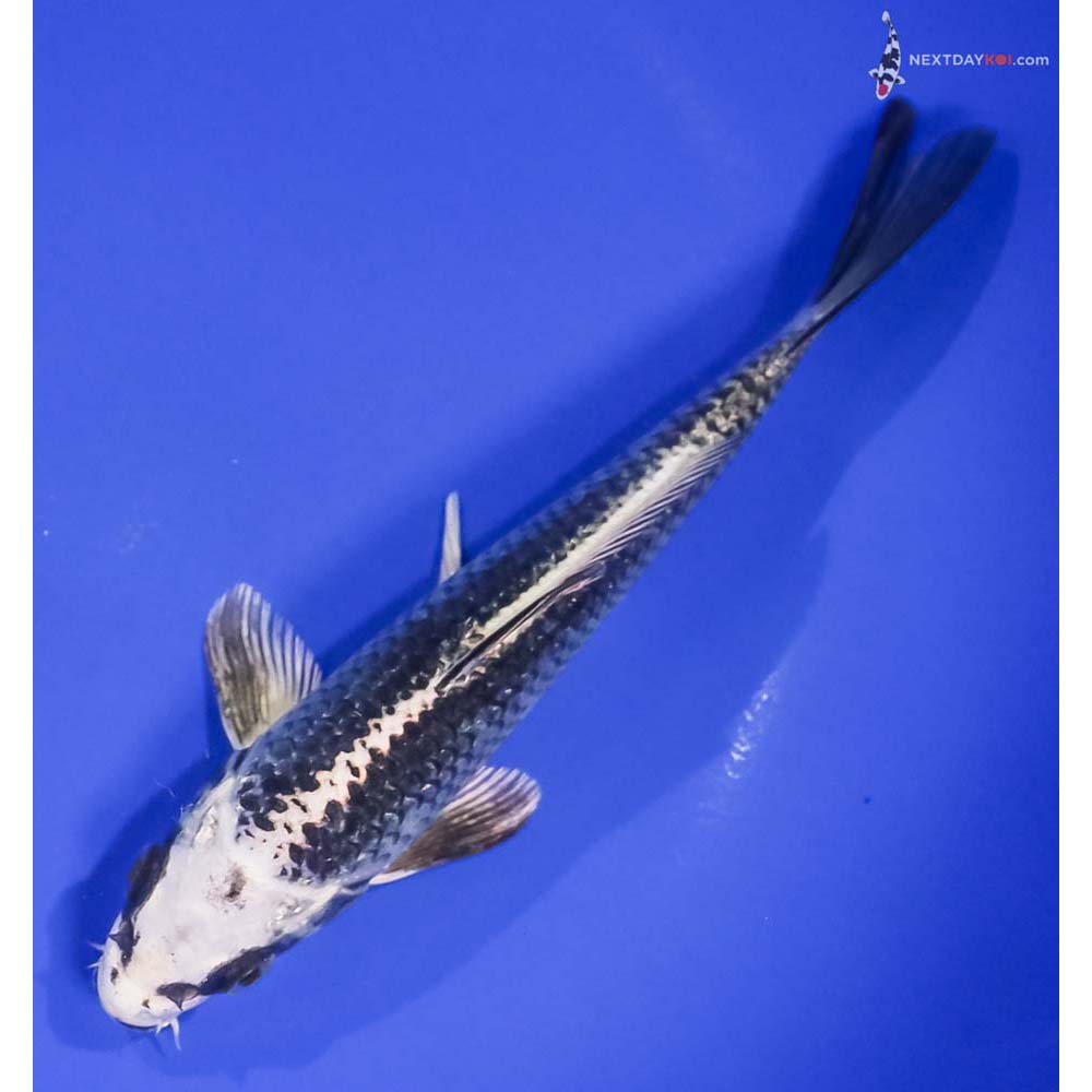 6.5” Imported Gin Matsuba