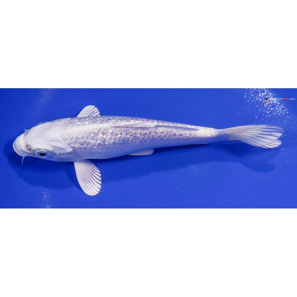 6” Imported Gin Rin Platinum Ogon