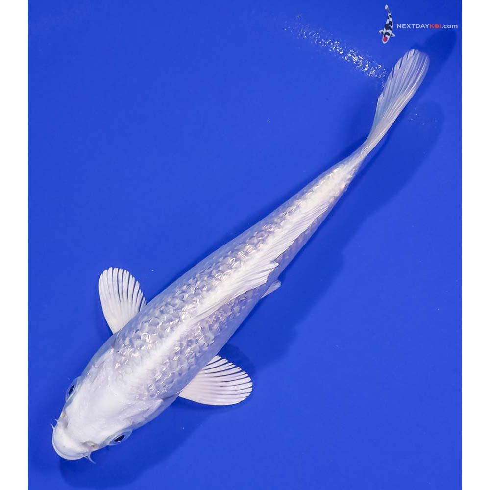 6” Imported Gin Rin Platinum Ogon