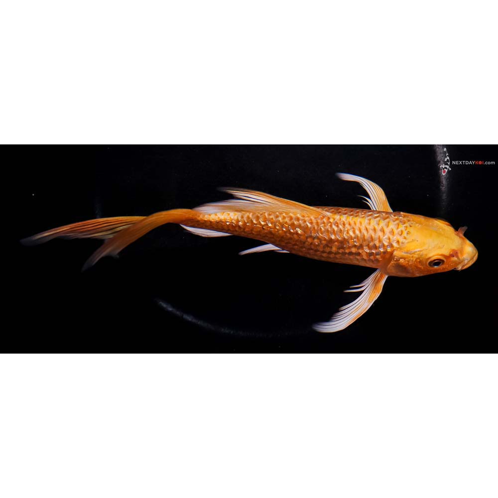 7.5” Imported Gin Rin Orenji Ogon Butterfly Koi