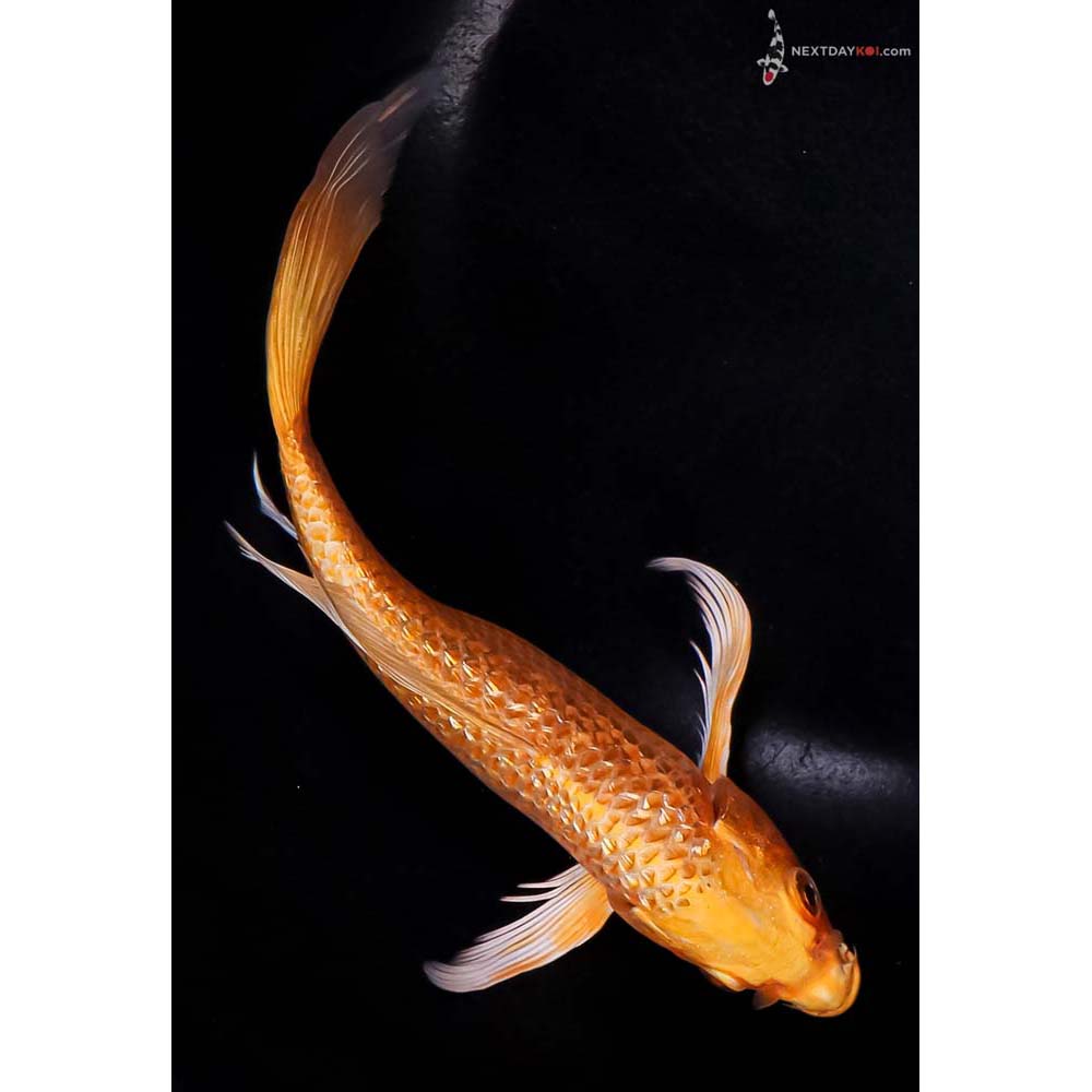 7.5” Imported Gin Rin Orenji Ogon Butterfly Koi