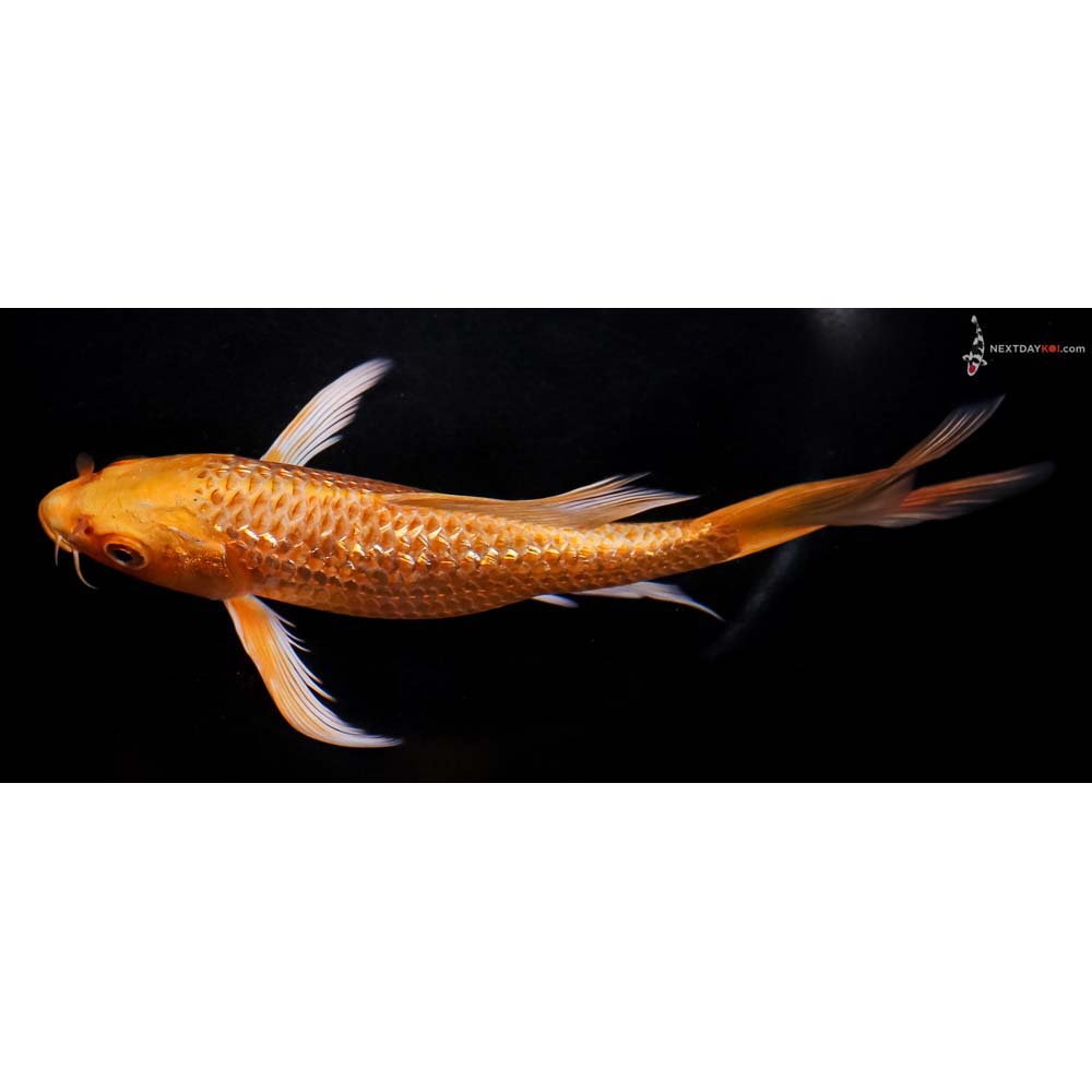 7.5” Imported Gin Rin Orenji Ogon Butterfly Koi